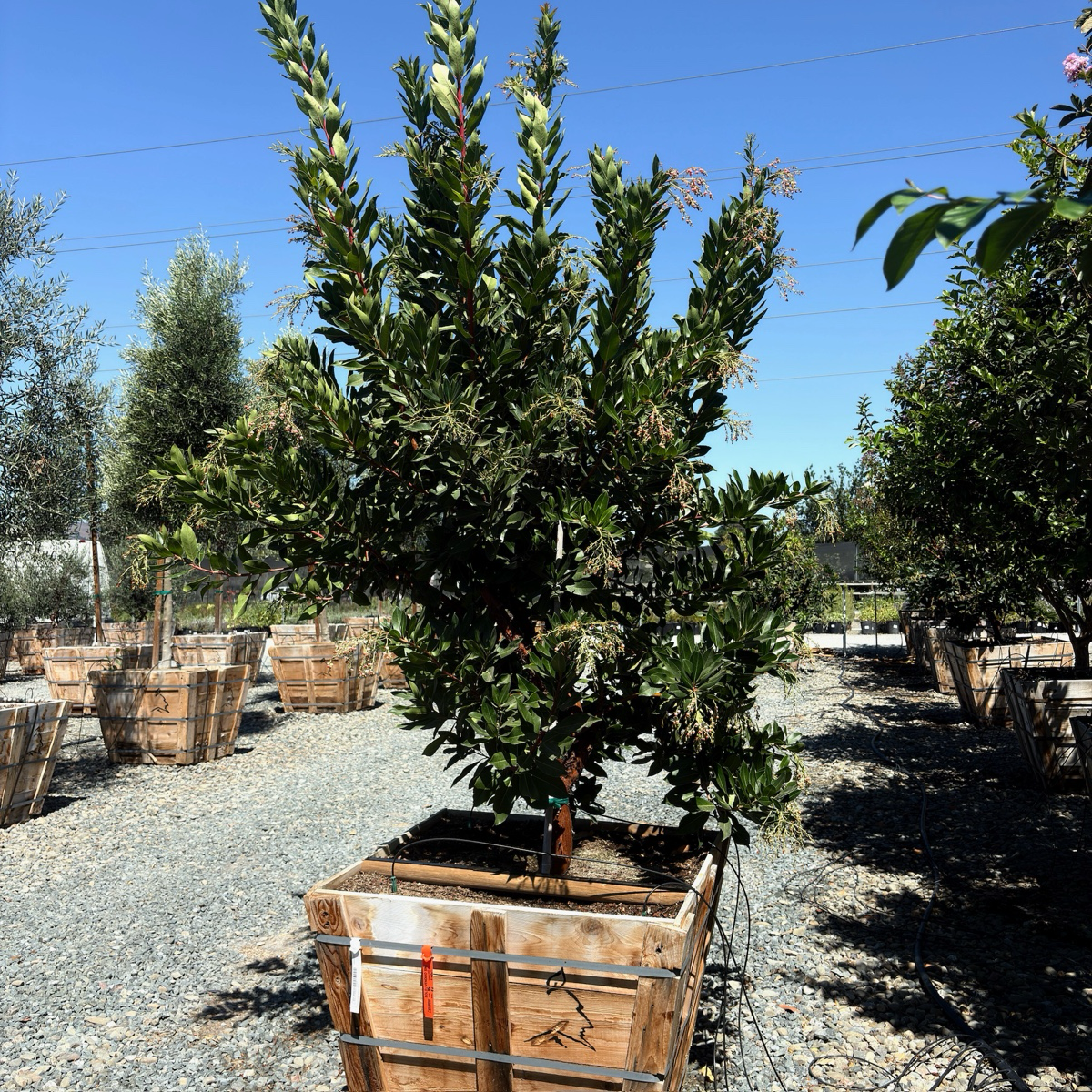 Marina Strawberry Tree