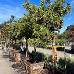 Marina Strawberry Tree