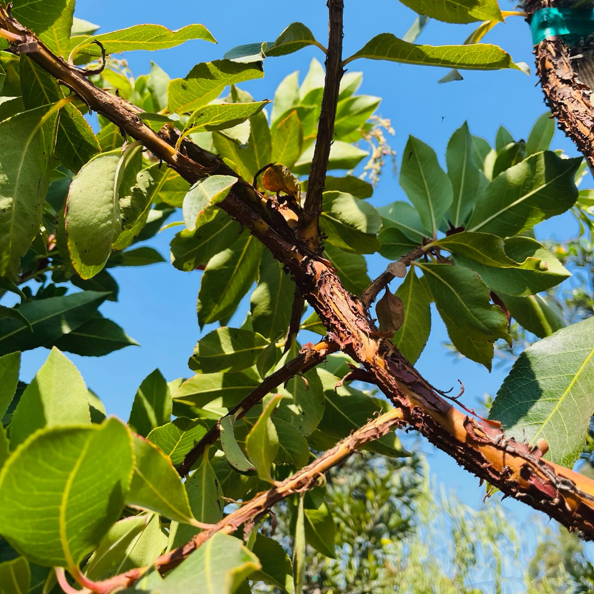 Marina Strawberry Tree