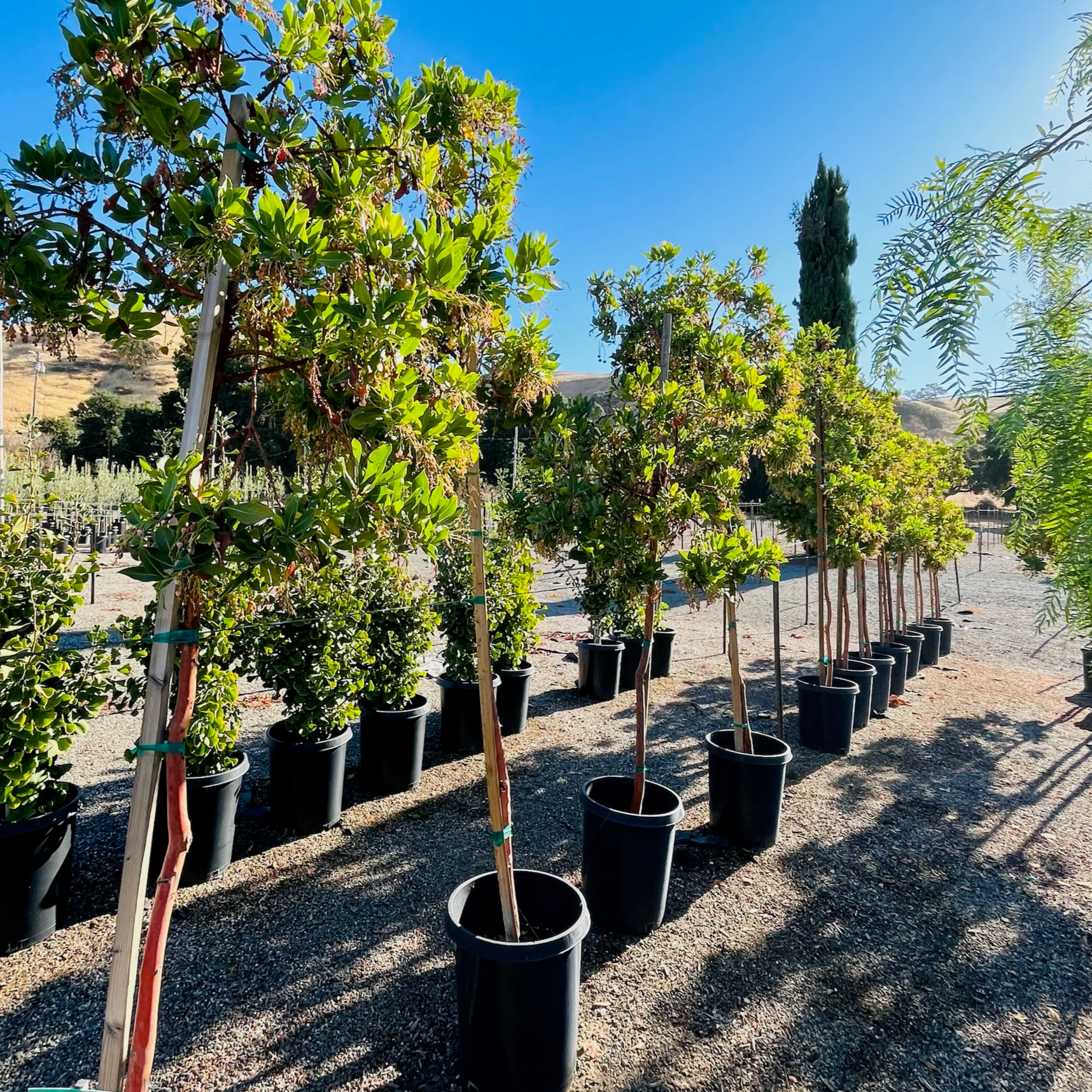 Marina Strawberry Tree