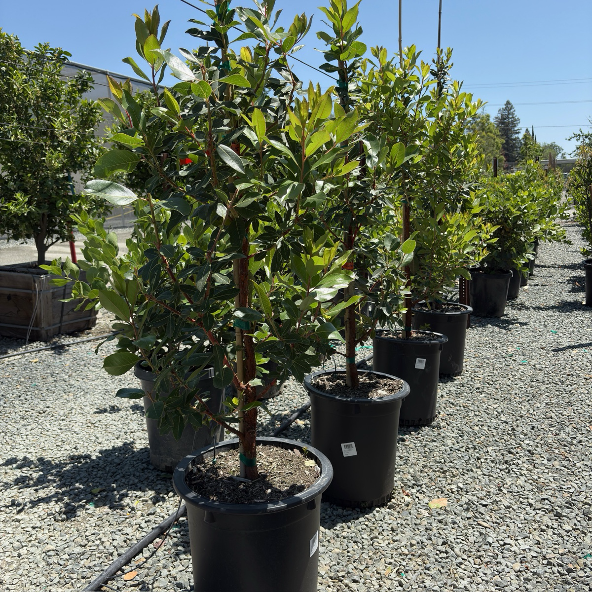 Marina Strawberry Tree