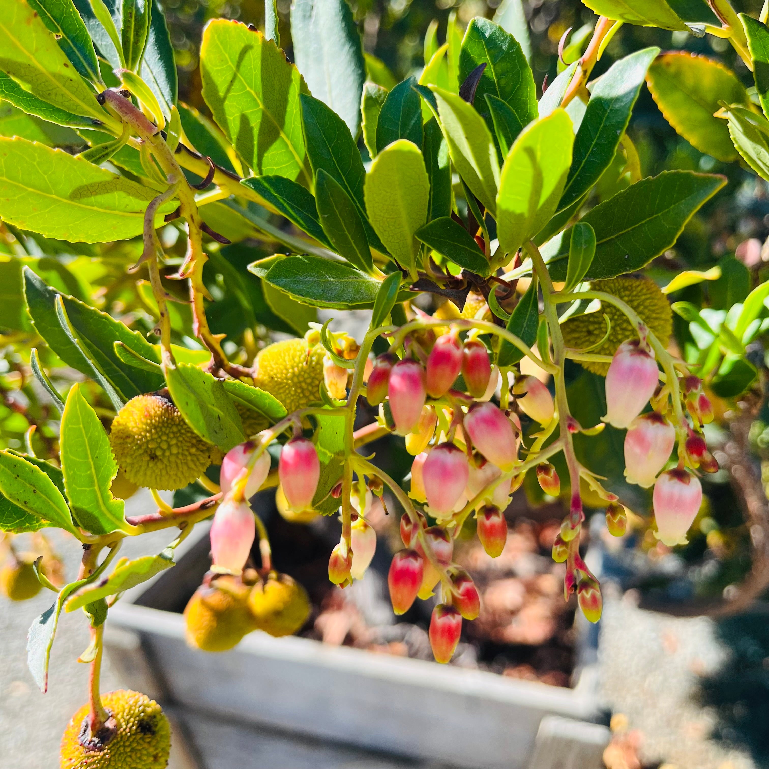 Compact Strawberry Tree