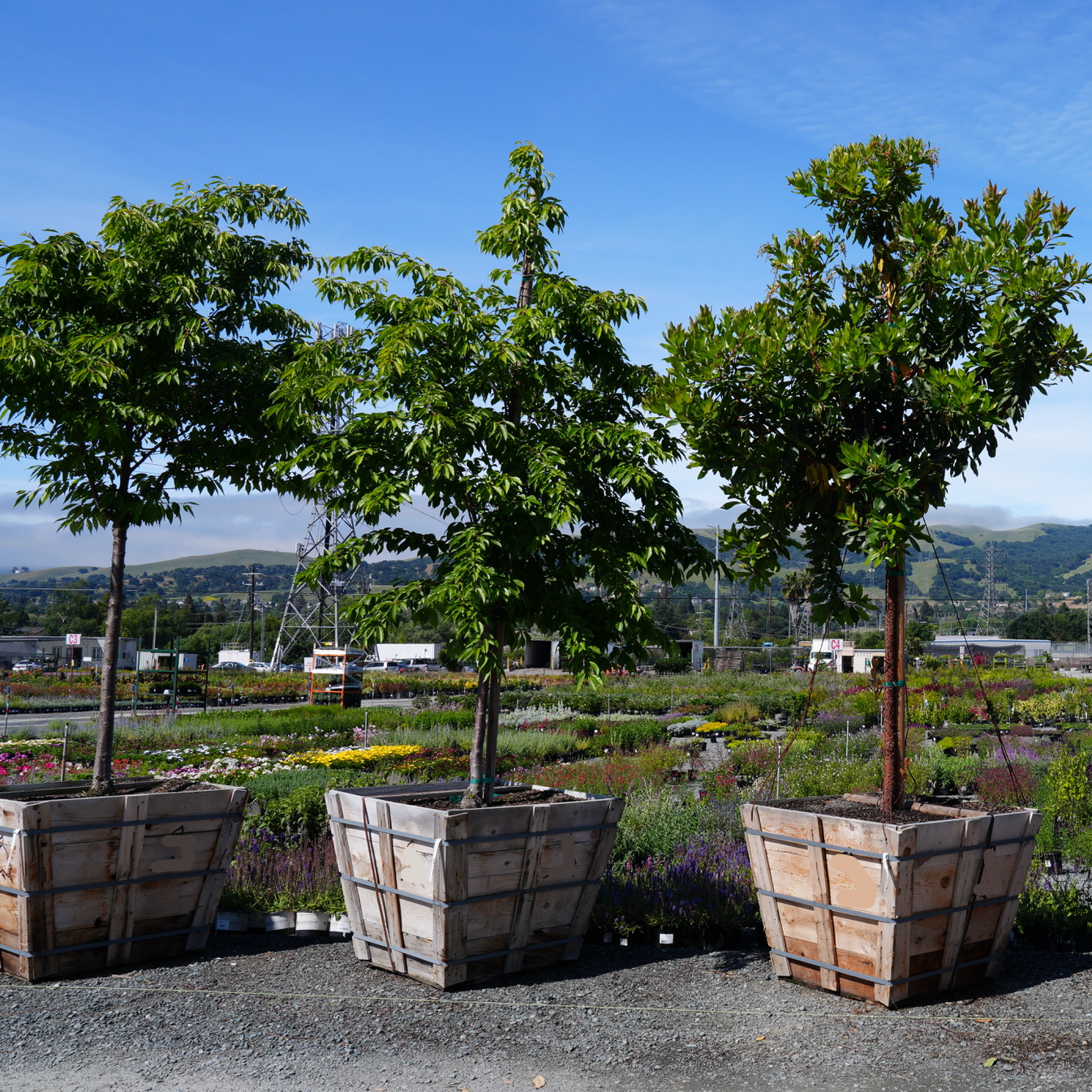 Marina Strawberry Tree