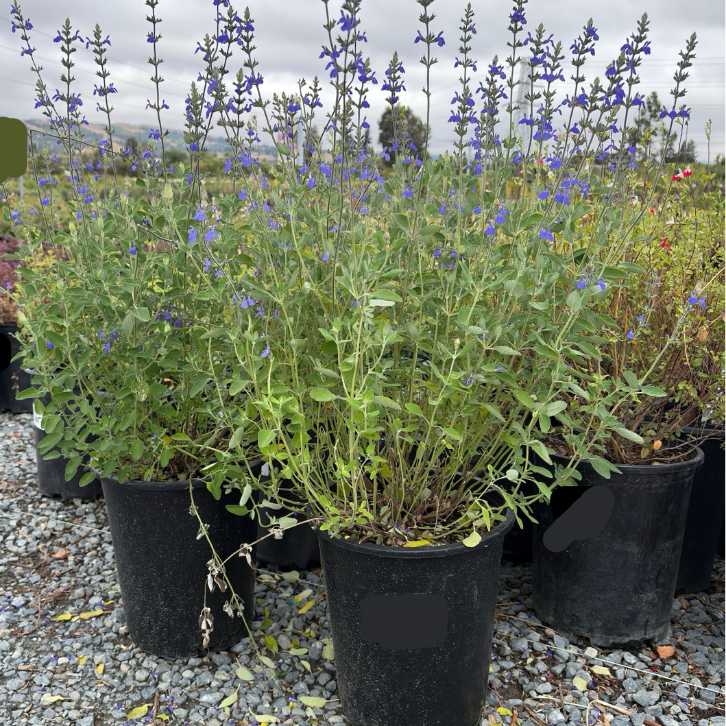 Marine Blue Germander SagePotted Marine Blue Germander Sage with purple flowers in black pots on a gravel surface
