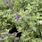 Marine Blue Germander SageClose-up of green leaves with purple flowers Marine Blue Germander Sage
