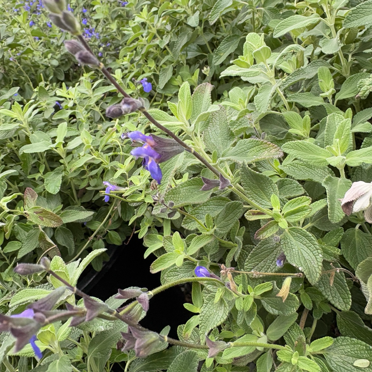 Marine Blue Germander SageClose-up of green leaves with purple flowers Marine Blue Germander Sage