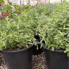 Marine Blue Germander Sage