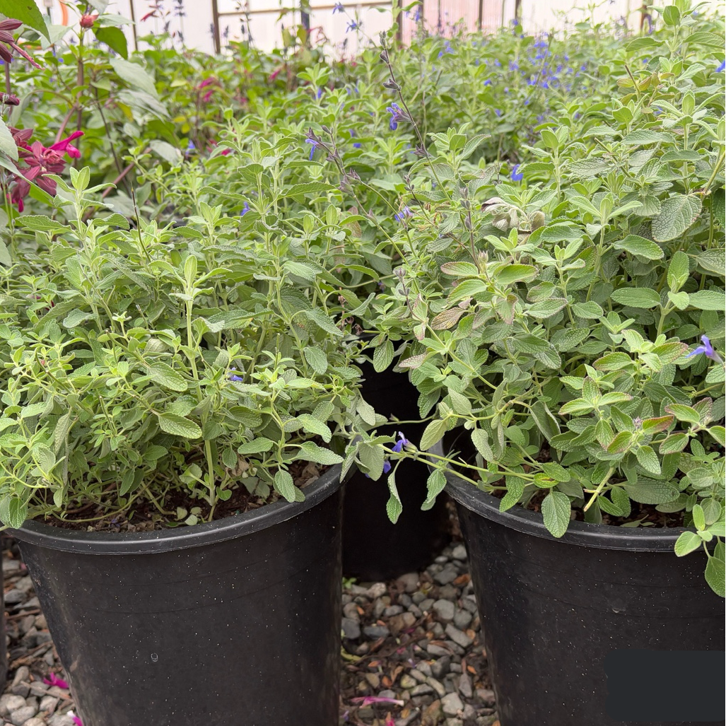 Marine Blue Germander Sage