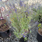 Marine_Blue_Germander_Sage