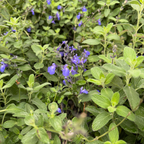 Marine_Blue_Germander_Sage