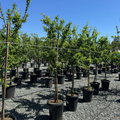 Mariposa Japanese Plum