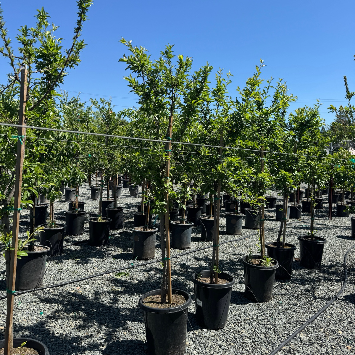 Mariposa Japanese Plum