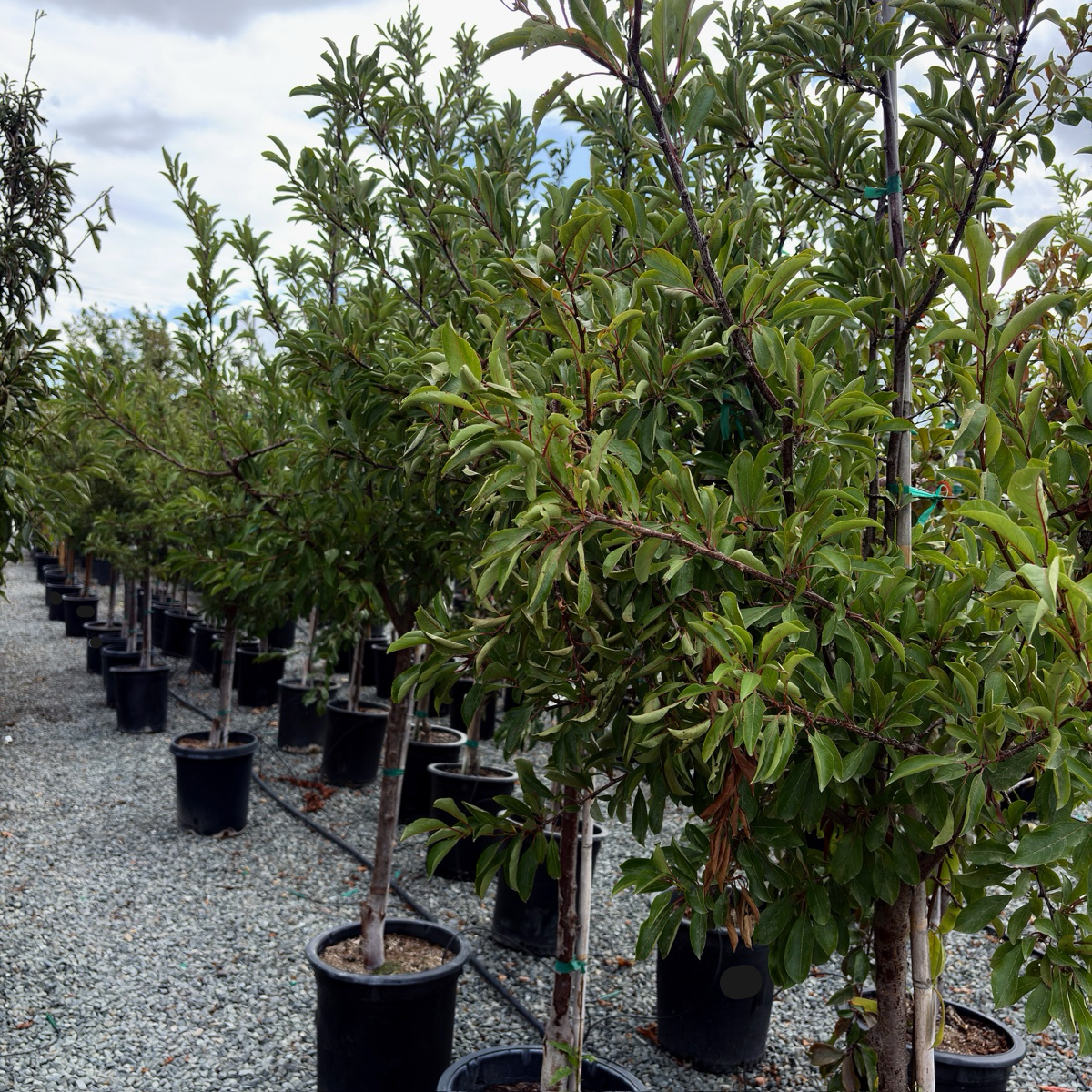 Mariposa Japanese Plum