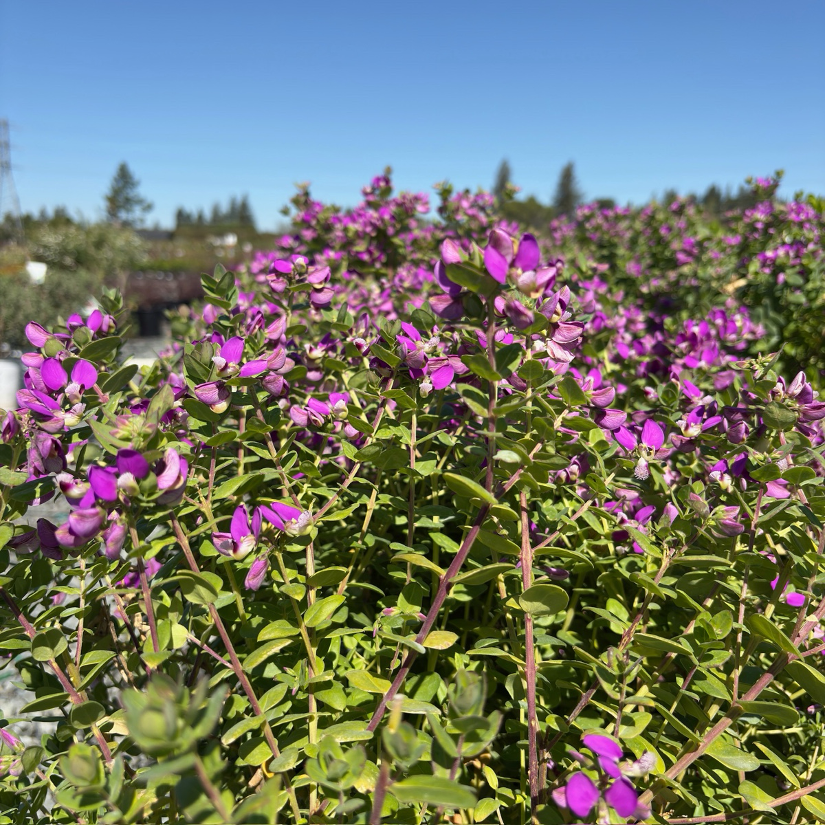 Mariposa Sweet Pea Shrub