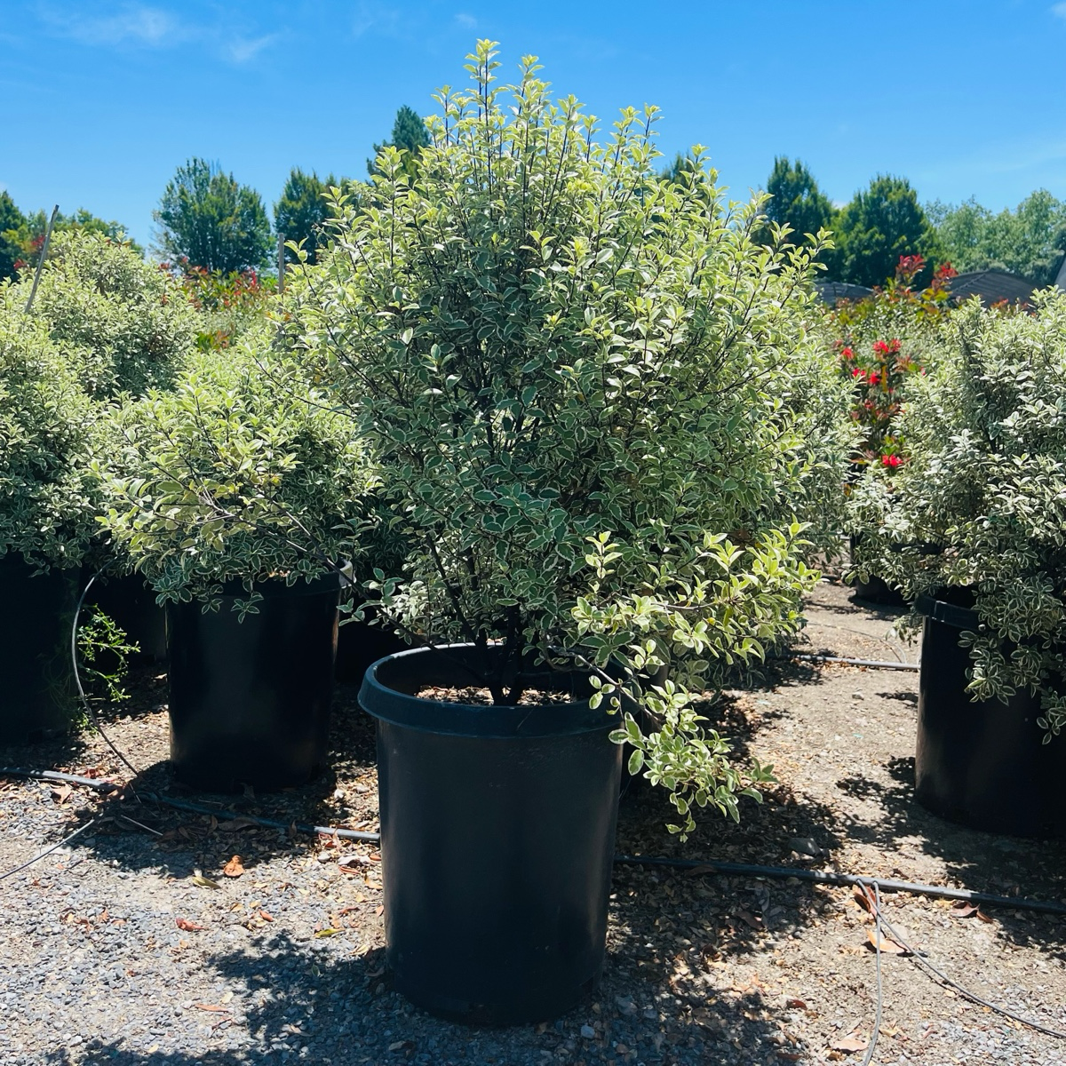 Marjorie Channon Kohuhu