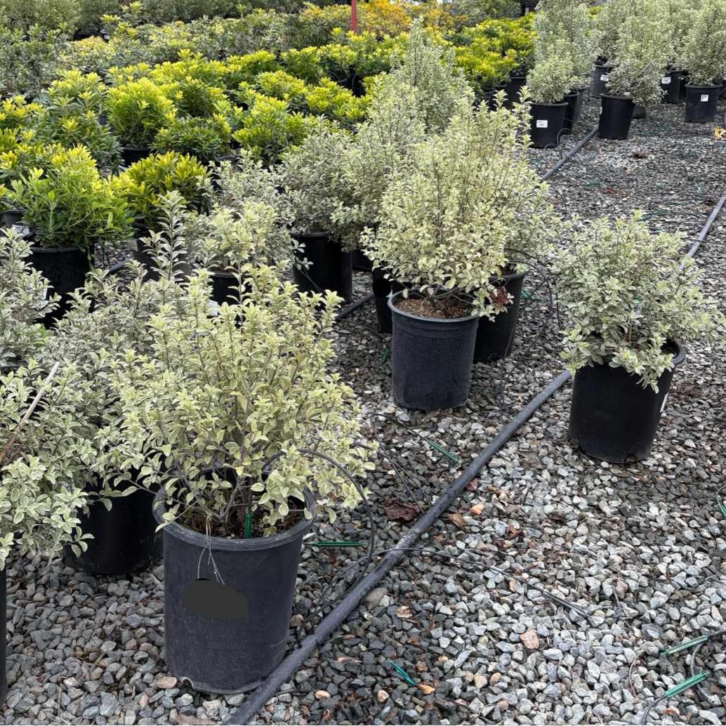 Marjorie Channon Kohuhu