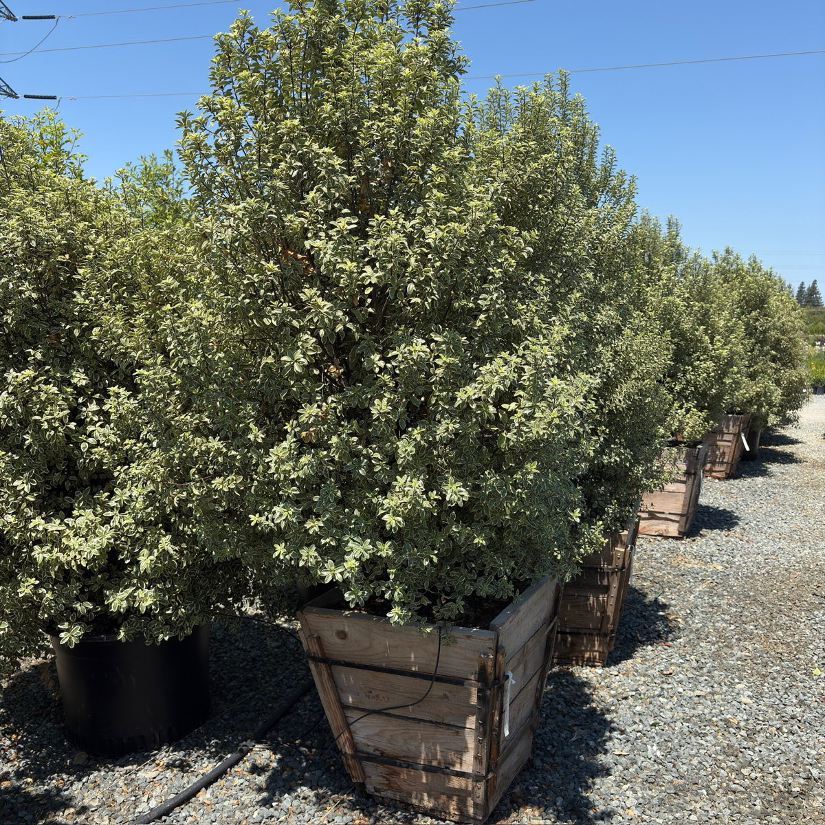 Marjorie Channon Kohuhu