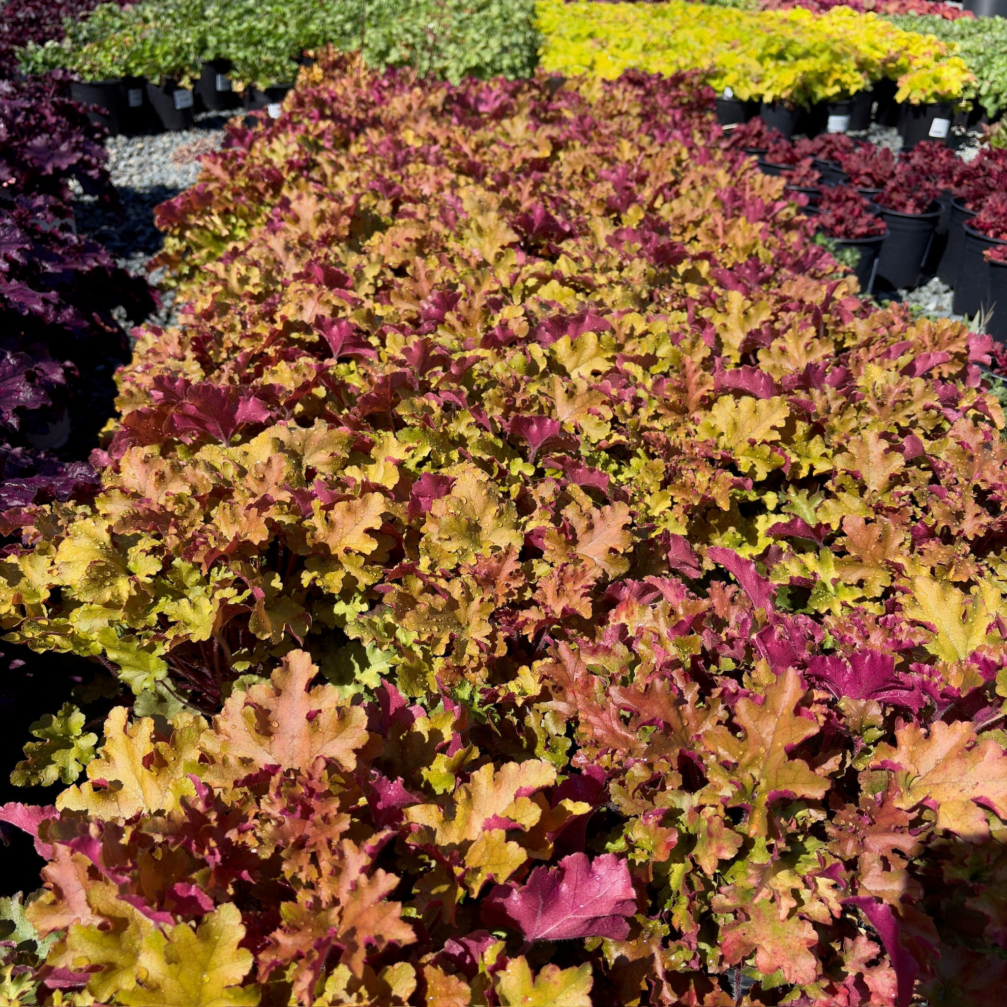 Marmalade Coral Bells