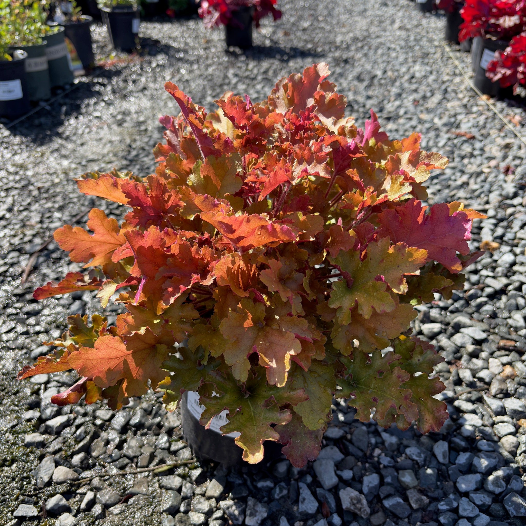 Marmalade Coral Bells