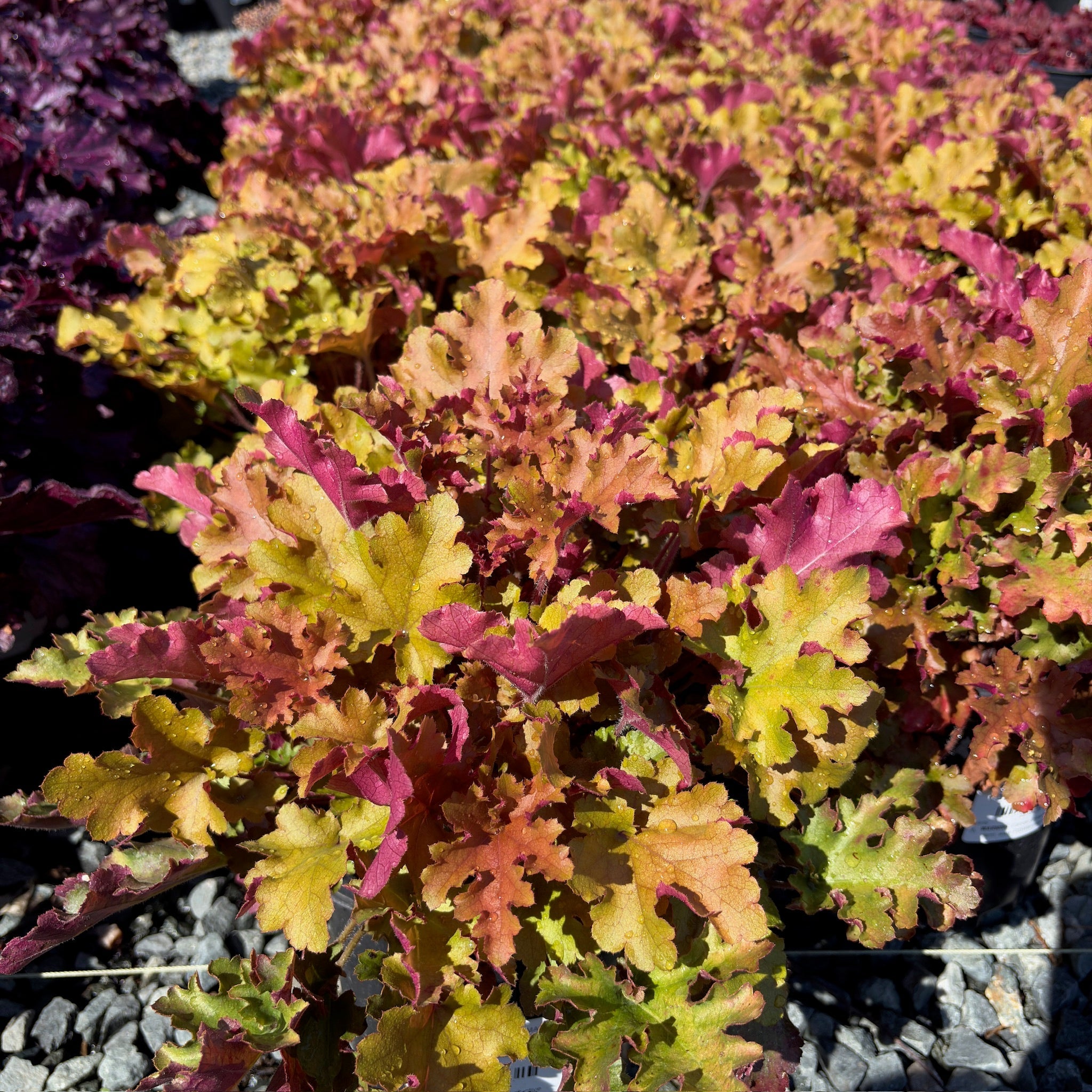 Marmalade Coral Bells