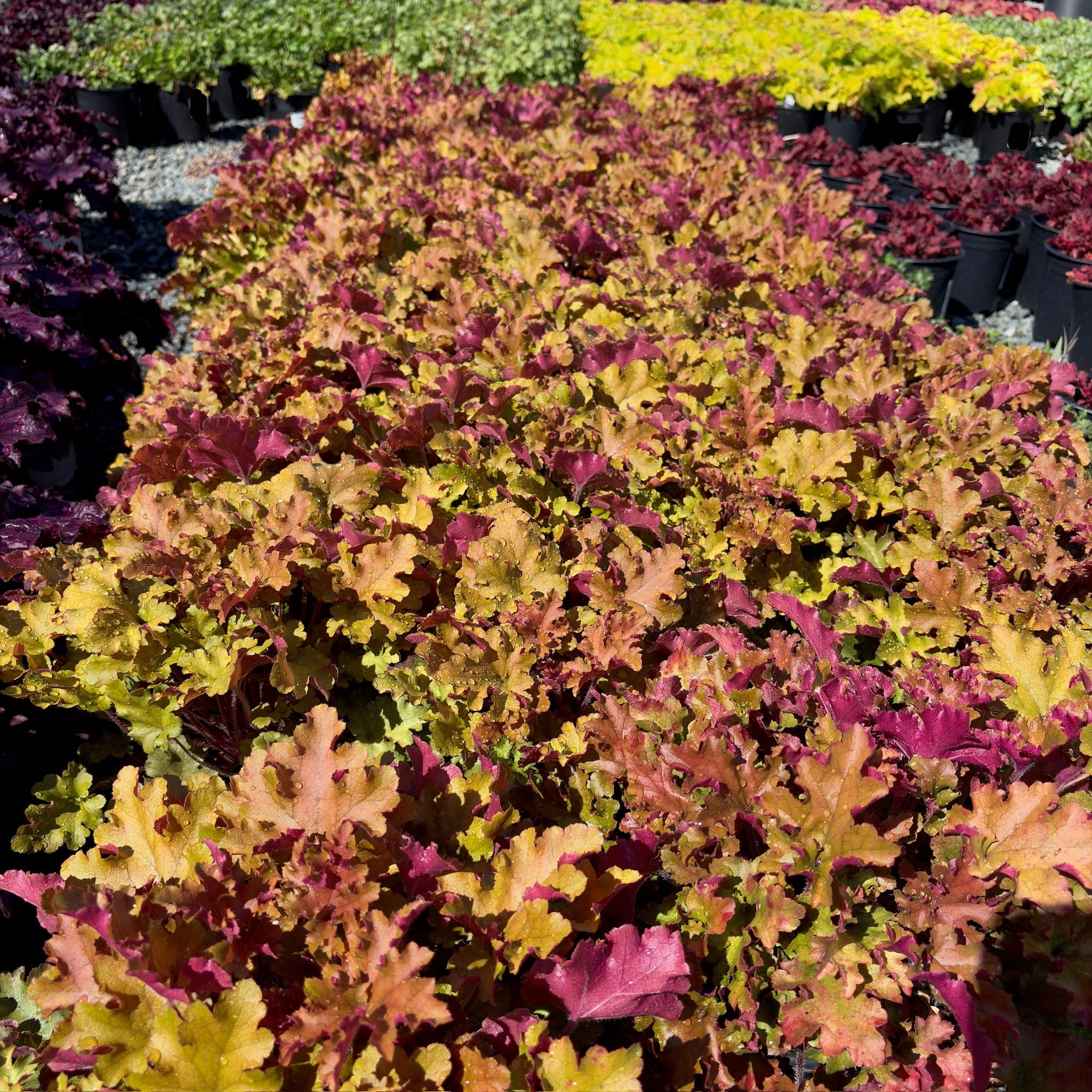 Marmalade Coral Bells