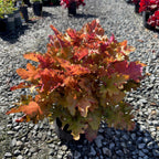 Marmalade Coral Bells
