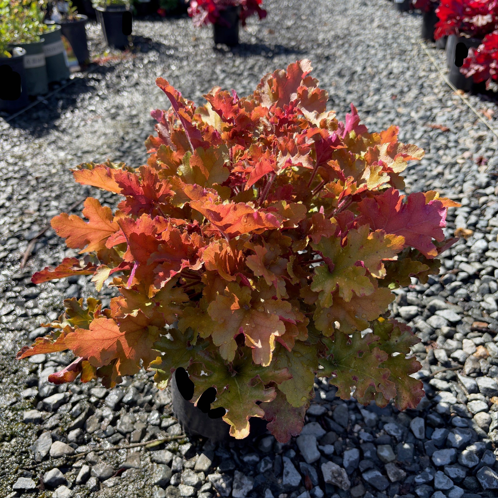 Marmalade Coral Bells