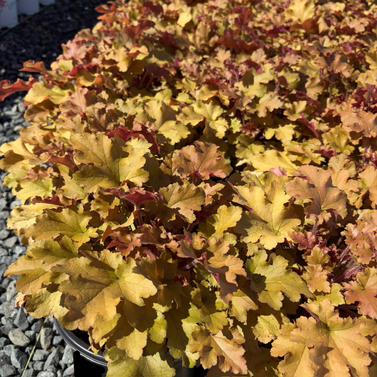 Marmalade Coral Bells