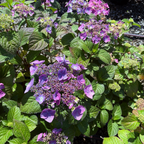 Mathilda Gutges Hydrangea