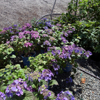 Mathilda Gutges Hydrangea