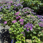 Mathilda Gutges Hydrangea