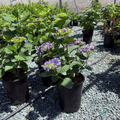 Mathilda Gutges Hydrangea