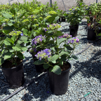 Mathilda Gutges Hydrangea