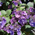 Mathilda Gutges Hydrangea