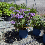 Mathilda Gutges Hydrangea