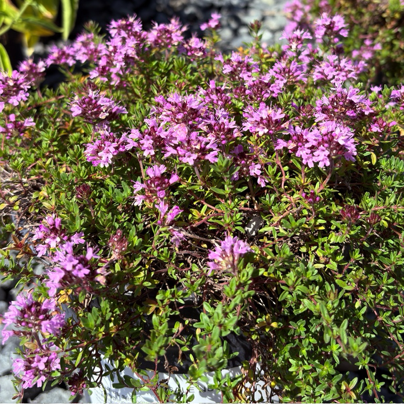 Bush with pink flowers and green leaves on a gravel surface