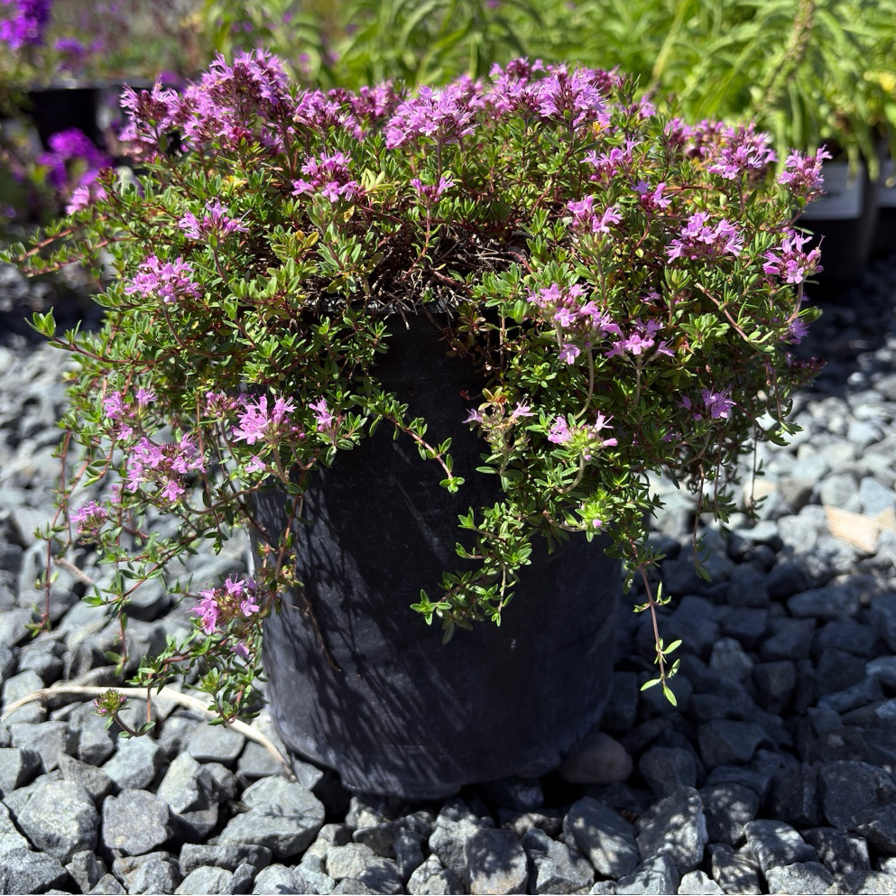 Potted Mauve Creeping Thyme with pink flowers on a gravel surface