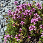 Bouquet of pink flowers Mauve Creeping Thyme with green leaves on a rocky background