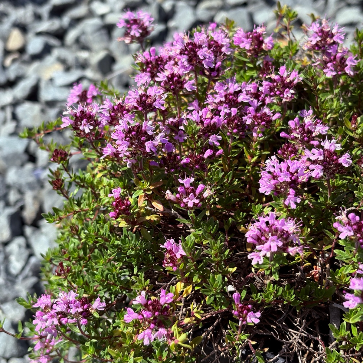 Bouquet of pink flowers Mauve Creeping Thyme with green leaves on a rocky background