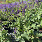May Night Wood Sage