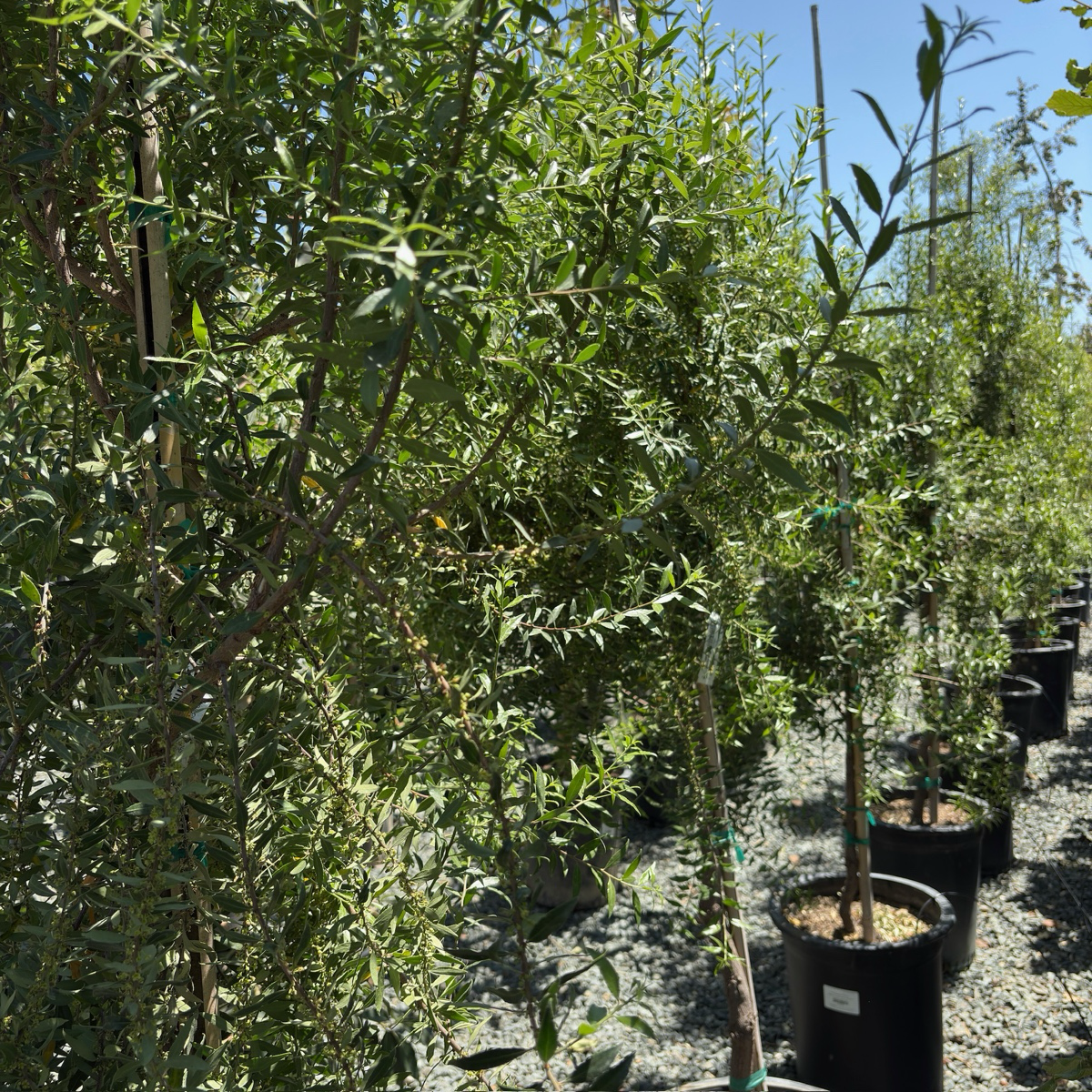 Row of potted Green Showers Mayten Tree in a nursery setting with a clear sky.