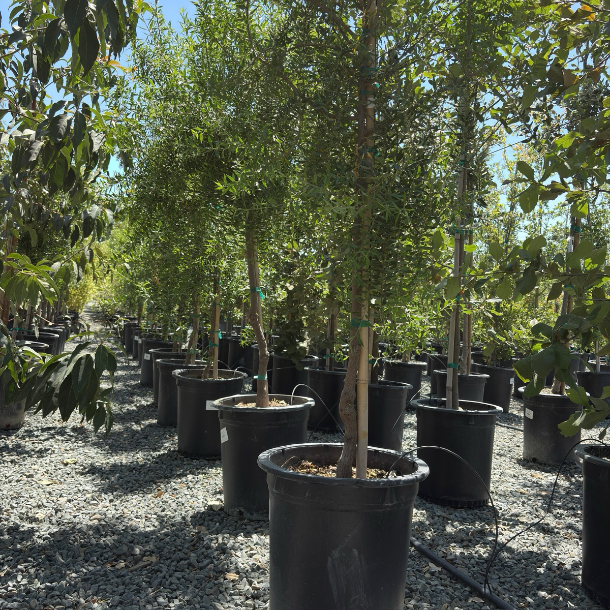 Row of potted Green Showers Mayten Trees in a nursery setting