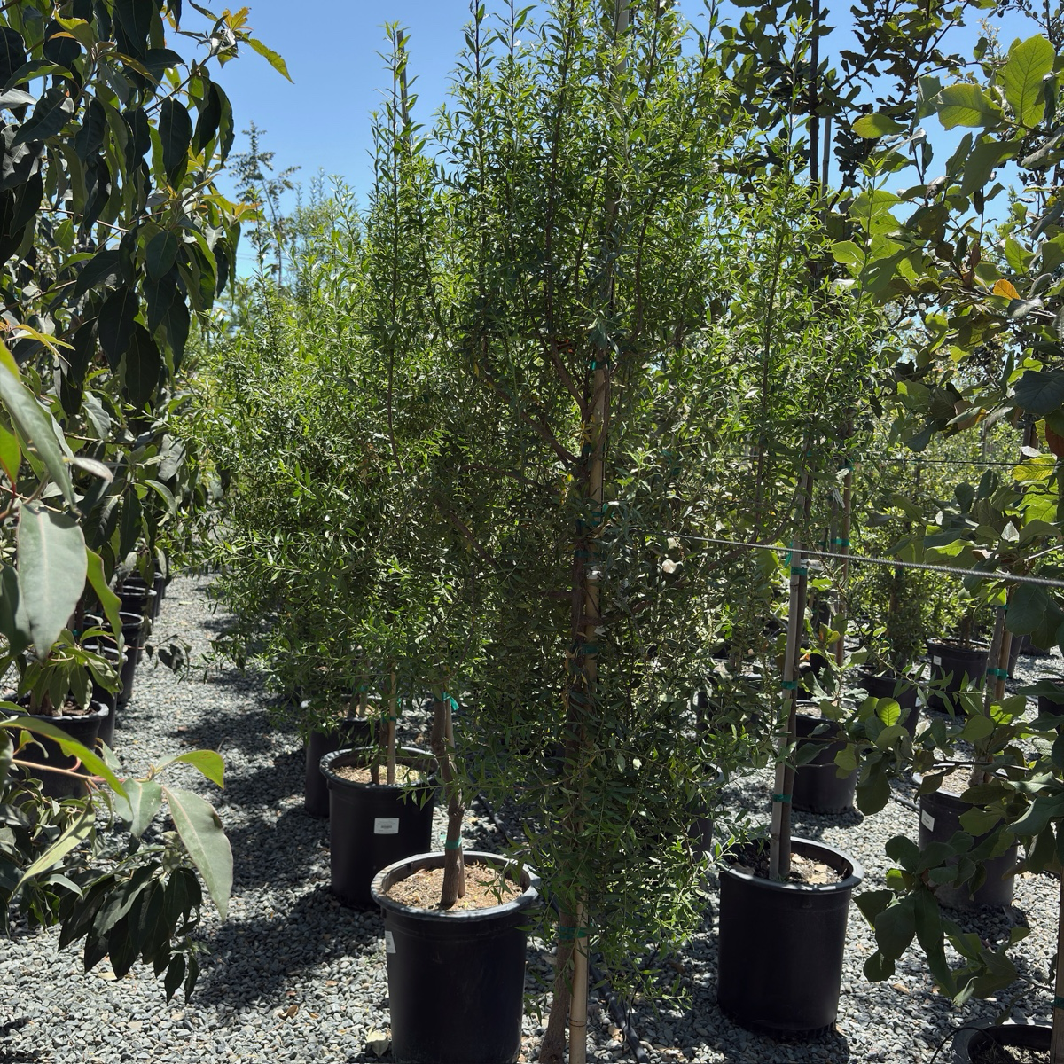 Row of potted Green Showers Mayten trees in a nursery setting with a clear sky.