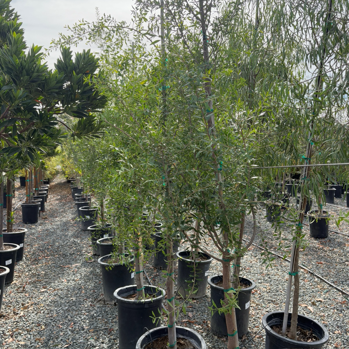 Row of potted Green Showers Mayten Trees in a nursery setting