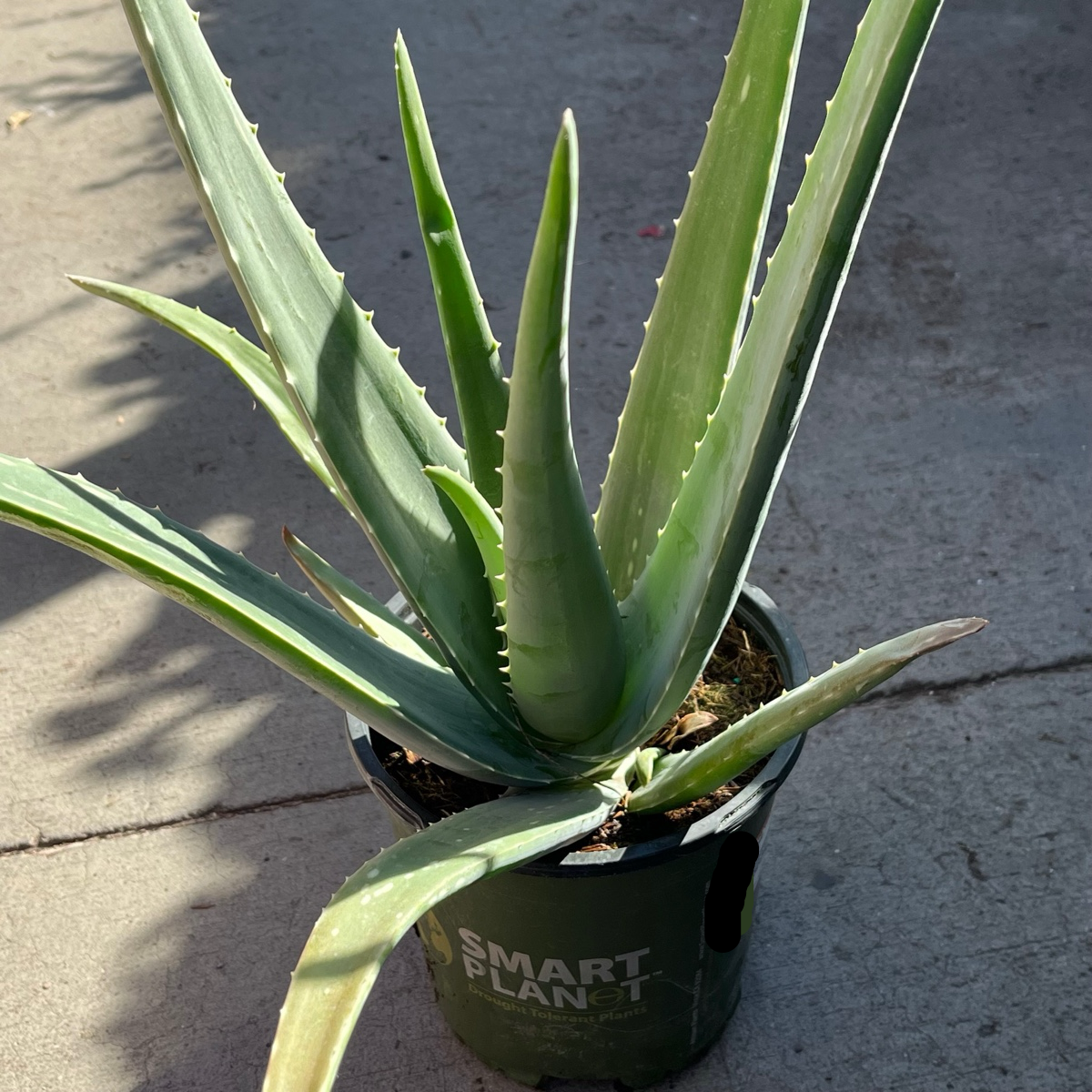 Medicinal Aloe