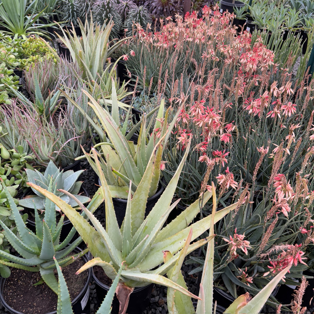 Medicinal Aloe