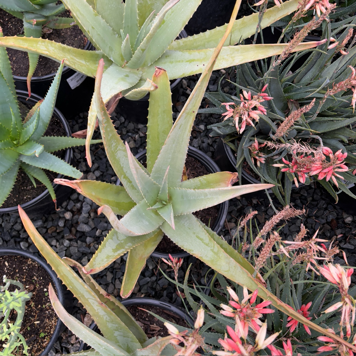 Medicinal Aloe