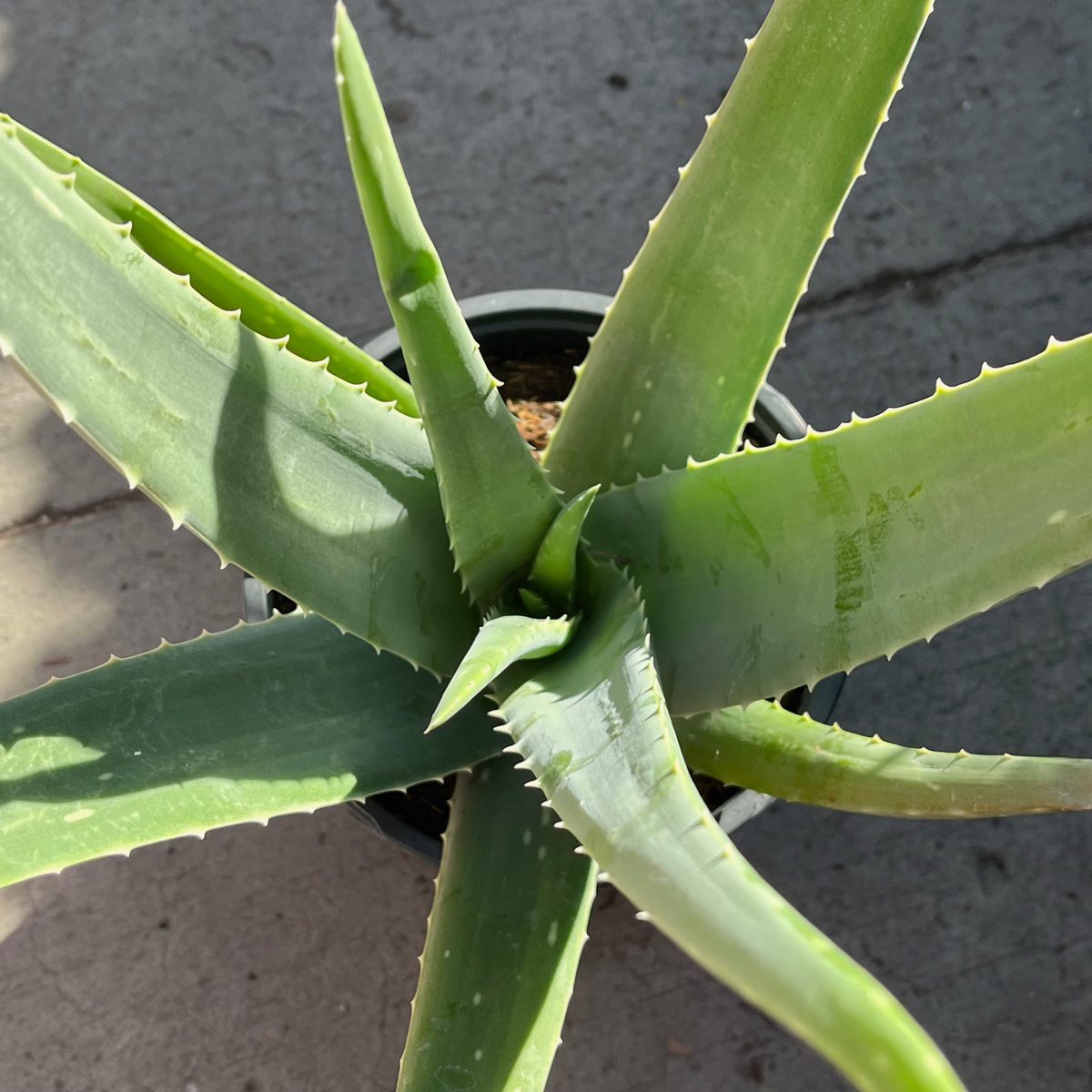 aloe a succulent Medicinal Aloe Vera