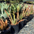 Medicinal Aloe