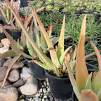 Medicinal Aloe